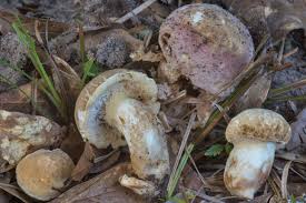 Image result for Xanthoconium sp.