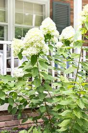 Download high quality flower pictures for your mobile, desktop or website. Blue White Flower Garden Ideas On Sutton Place