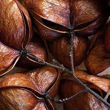 The Biological Universe Hardcover In 2021 Seed Pods Seeds The Magic Faraway Tree