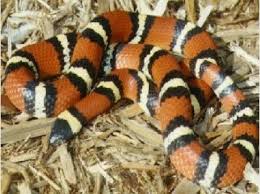 Image result for Tinnea apiculata