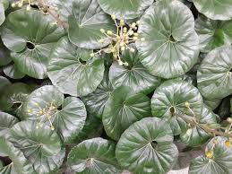 Image result for Farfugium japonicum