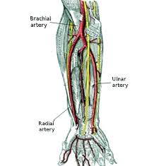 Labels are usually small in size, so you should carefully choose the font of the texts to make sure it is readable. Figure Arm Arteries Image Courtesy O Chaigasame Statpearls Ncbi Bookshelf