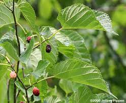 Image result for Moraceae