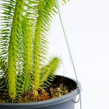 About 450 species of evergreen perennials, chiefly of tropical and subtropical regions but with a few species extending into temperate areas. Lycopodium Huperzia Squarrosa Joinfolia