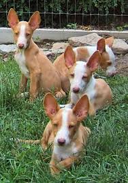 Both parents around 12 pounds weight, silver/tan color.puppy will have i have to female bulldog puppies for sale. Ibizan Hound Info Temperament Training Diet Puppies Pictures