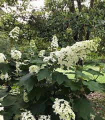 Image result for Hydrangea quercifolia