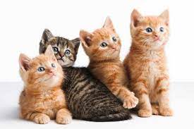 Mejores Nombres Para Gatos Machos Y Su Significado Feelcats En 2021 Nombres Para Gato Macho Nombres Para Gatas Gatos