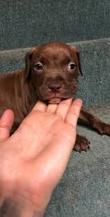 Pit bull terriers for sale in michigan pit bull terriers in michigan. American Pit Bull Terrier Puppies For Sale Warren Mi 274106