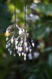 Image result for Thunbergia graminifolia