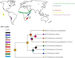 Image result for Trichoneura grandiglumis