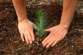 Gardens.com offers a complete listing of all gardening resources in. Best Time To Plant Trees Garden Myths