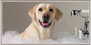 If you were to use a human shampoo, use baby shampoo so his or her eyes won't water. Can You Use Baby Shampoo For Dogs Dogexpress