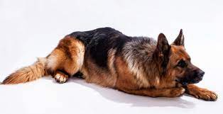 We did not find results for: Janzhaus German Shepherds Puppies Dogs Breeders Alberta