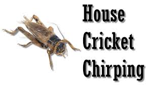 Clipart cricket insect cartoon meme , free transparent clipart. House Cricket Chirping Bug Making Sound Insect Making Sound Youtube
