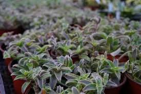 Image result for Cyanotis