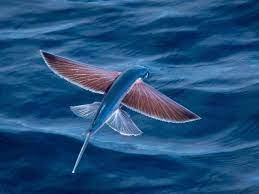 Laut juga merupakan ekosistem yang penuh dengan gejolak badai, maka bisa dibayangkan betapa kuatnya ikan laut ini. Nama Nama Ikan Laut Dan Gambarnya Terlengkap Nama Nama Hewan