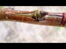 Gardeners.com has been visited by 10k+ users in the past month Grafting Fruit Trees By T Budding Youtube Grafting Fruit Trees Fruit Trees Grafting Plants