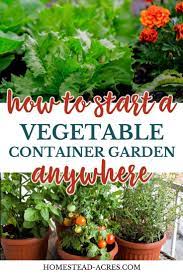Do You Want To Start A Balcony Vegetable Garden Growing In Containers Has A Lot Of Container Gardening Vegetables Container Gardening Gardening For Beginners