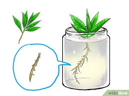 What's the english translation of pudina? How To Grow Mint With Pictures Wikihow