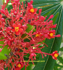 Image result for Jatropha schlechteri