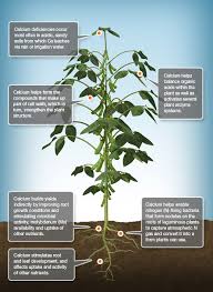 We did not find results for: Crop Nutrients Periodic Table