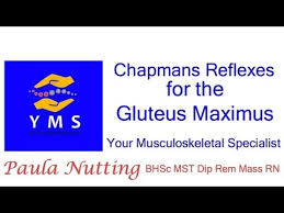 Chapmans Reflexes For The Gluteus Maximus
