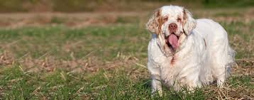 Puppies can rehome at the age of 8 weeks and older. Clumber Spaniel Dog Breed Facts And Information Wag Dog Walking