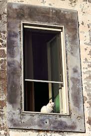 Cat In Window Kedi Cats Kapilar