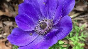 Image result for Anemone transvaalensis