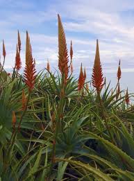 Image result for Aloe arborescens