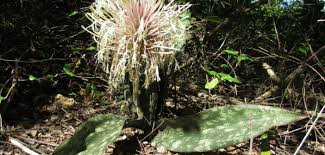 Image result for Kraussia kirkii