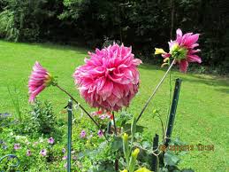 Check spelling or type a new query. Dinner Plate Dahlias Are Sure To Be The Stars Of Your Garden The Gardening Cook