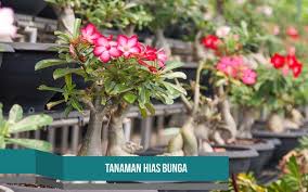 Biasanya tanaman jagung lebih rentan terhadap hama yang menyerang daun dan bakal buah, sehingga perlu ketelatenan untuk membersihkannya dari gulma. 4 Tanaman Hias Bunga Untuk Mempercantik Halaman Rumah Thehijau Com