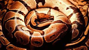 Pythons Can Kill A Human In Minutes And Swallow Them In An Hour