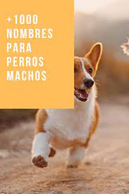 1 000 Nombres De Perros Machos Los Mas Bonitos Nombres Para Perros Machos Nombres De Perros Nombres Para Perros Husky