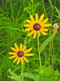 Image result for Cyamopsis senegalensis