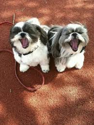 Lexi And Laci Having A Good Time Shitzu Puppies Shih Tzu Dog Dogs