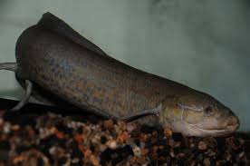 The west african lungfish (protopterus annectens), also known as the tana lungfish or simply african lungfish, is a species of african lungfish. Tsammalex Protopterus Annectens West African Lungfish
