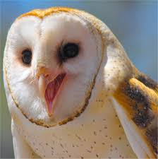 Eita acabou mais uma semaninha!! Corujado 9ymxomjtnma 24 Especies De Corujas Que Vao Te Impressionar Mega Curioso