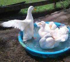However, before choosing a duck as a pet, there are several important points to ducks do not smell or have odor like chickens. A Familiar Sight Duck Breeds Pekin Duck Backyard Ducks