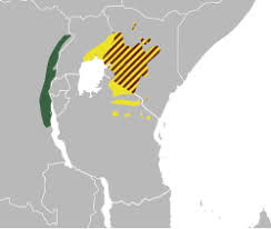 Image result for Phragmanthera dschallensis