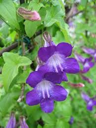 Image result for Gynura scandens