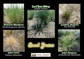 Combinations of all these factors help determine the traveling across the state, you soon discover that oregon is home to a wide range of trees. Native Plants Weeds Friends And Neighbors Of Deschutes Canyon Area