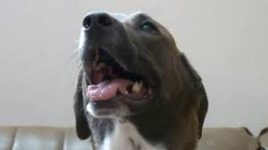 Why This Dog Gave His Owner The Silent Treatment In A Hilarious Viral Video Youtube