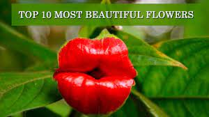 Keukenhof means kitchen garden, but 79 acres of 800 different varieties of tulips makes this much more than your typical window herb plot. Top 10 Most Beautiful Flowers In The World Youtube