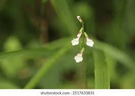 Image result for Phrymaceae