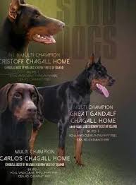 Check spelling or type a new query. Doberman Puppies For Adoption The Y Guide