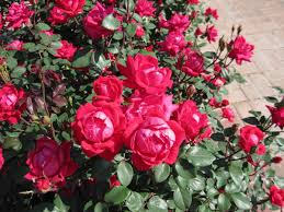 It requires little maintenance and will thrive in just about any soil. How To Keep Knockout Roses Blooming Through Fall Dengarden