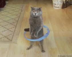 Hula Hoop Cat Video Via Aaronsanimals Https Www Youtube Com Channel Ucno5pgwgmfnepreuub9aggw Cat Gif Cats Funny Cats