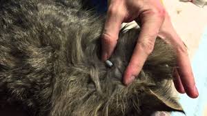 Maybe you would like to learn more about one of these? Comment Retirer Une Tique Sur Votre Chien Chat Youtube